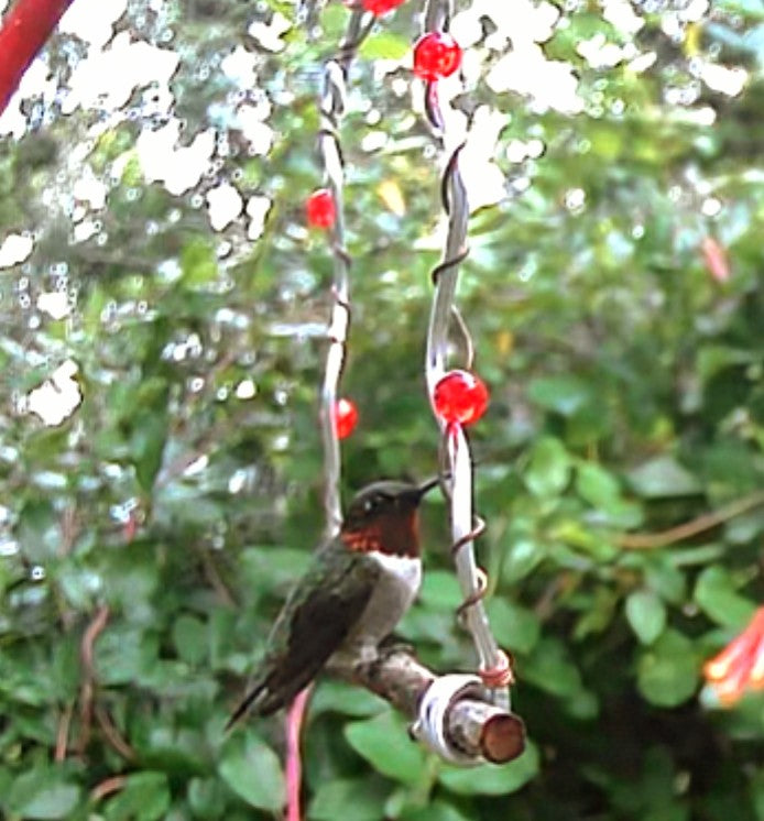 Wild Bird Swing