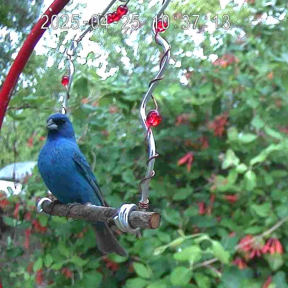 Wild Bird Swing