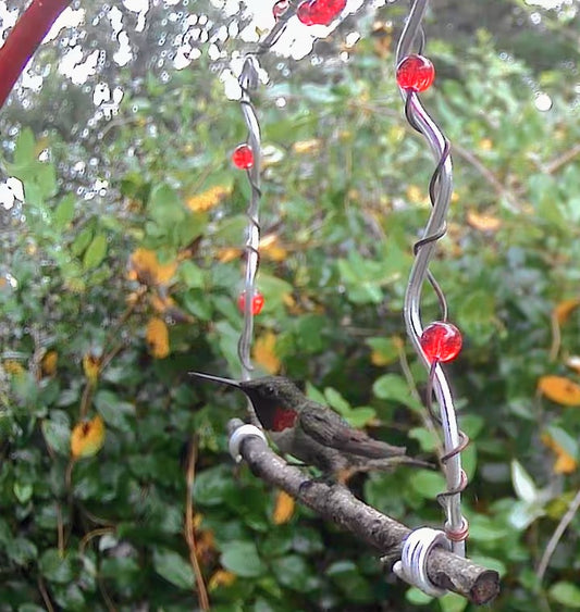 Wild Bird Swing