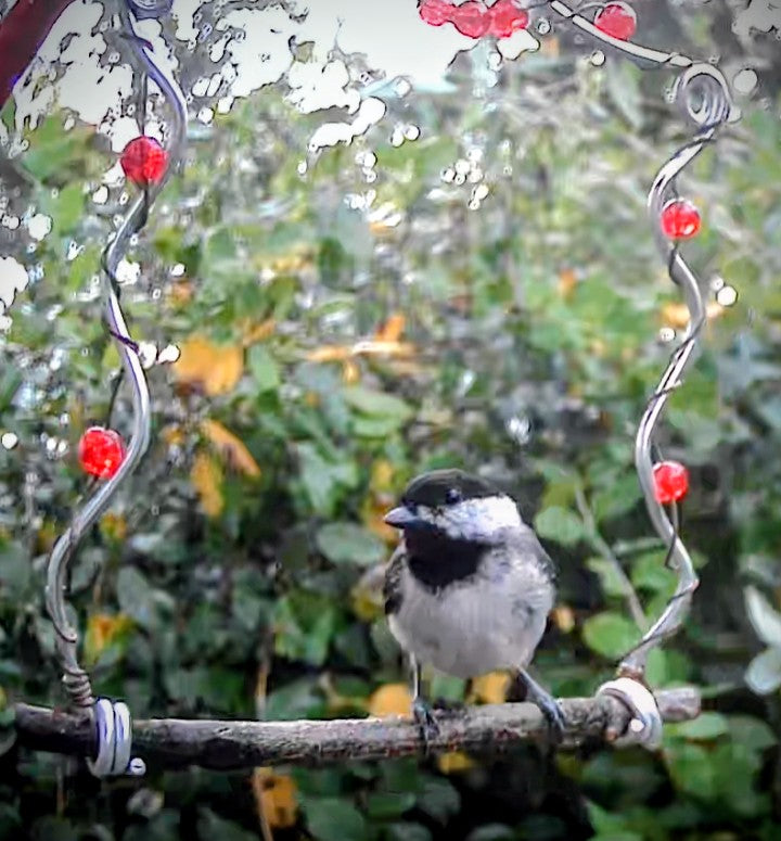 Wild Bird Swing