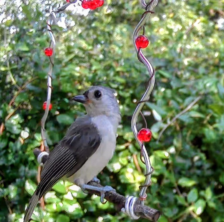 Wild Bird Swing