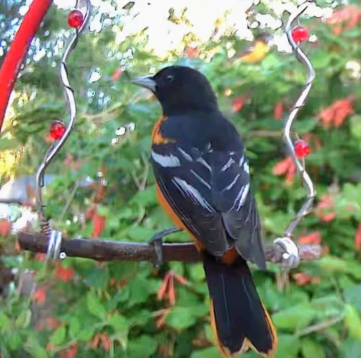 Wild Bird Swing