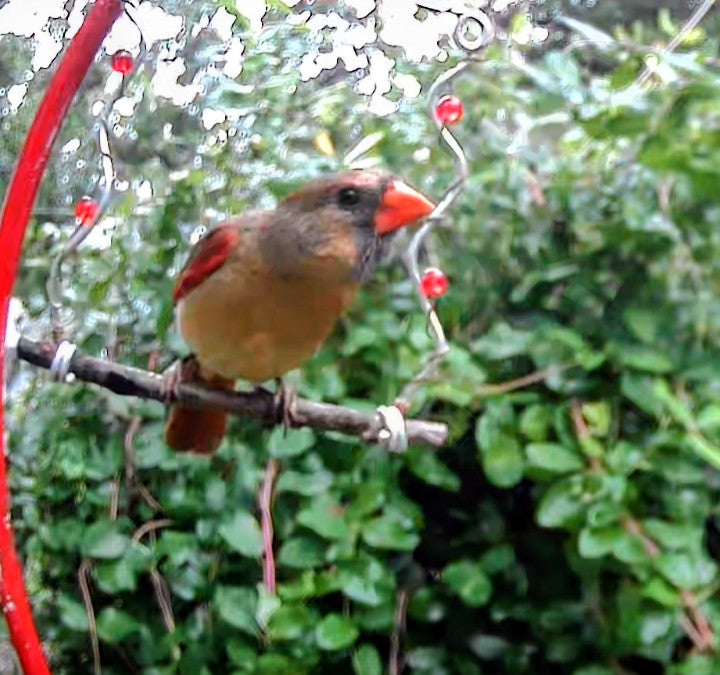 Wild Bird Swing
