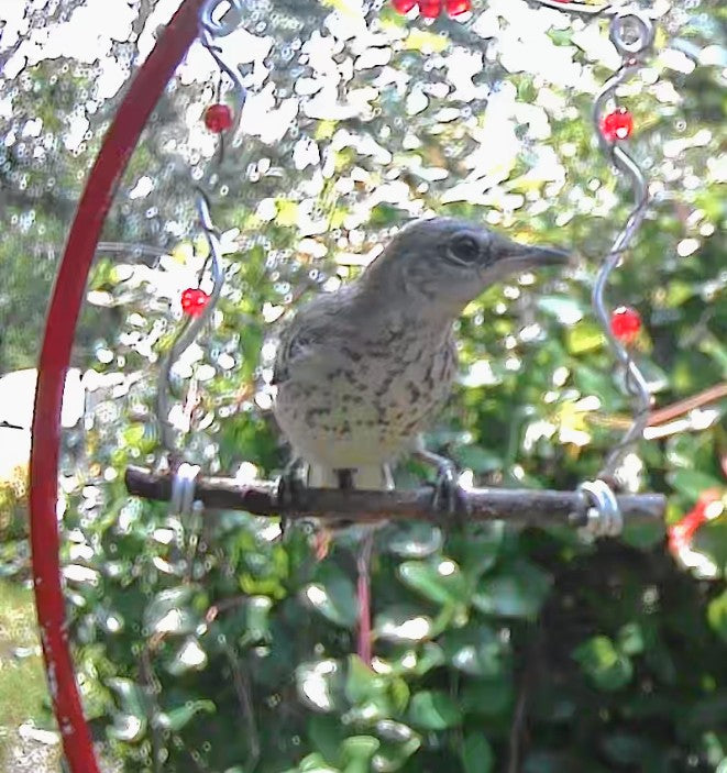 Wild Bird Swing