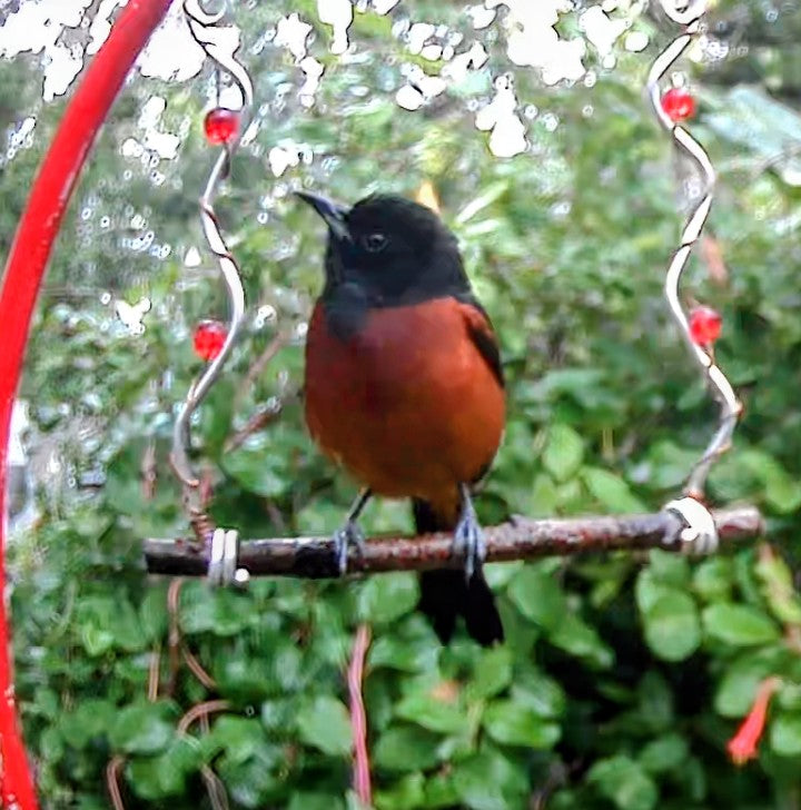 Wild Bird Swing